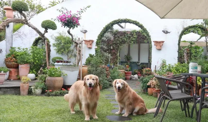 帶狗露營彰化 帶狗露營彰化