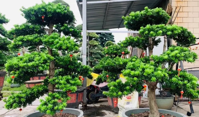 羅漢松照顧 羅漢松照顧