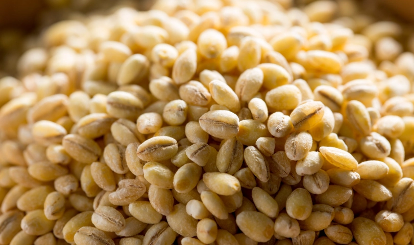 麥米功效大解析：降膽固醇、控血糖，營養師教你聰明吃