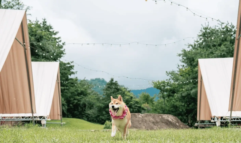 寵物友善露營區彰化 寵物友善露營區彰化
