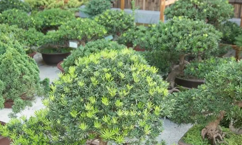 台灣羅漢松盆景 台灣羅漢松盆景
