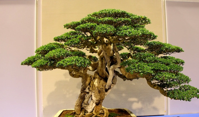 台灣羅漢松盆景 台灣羅漢松盆景