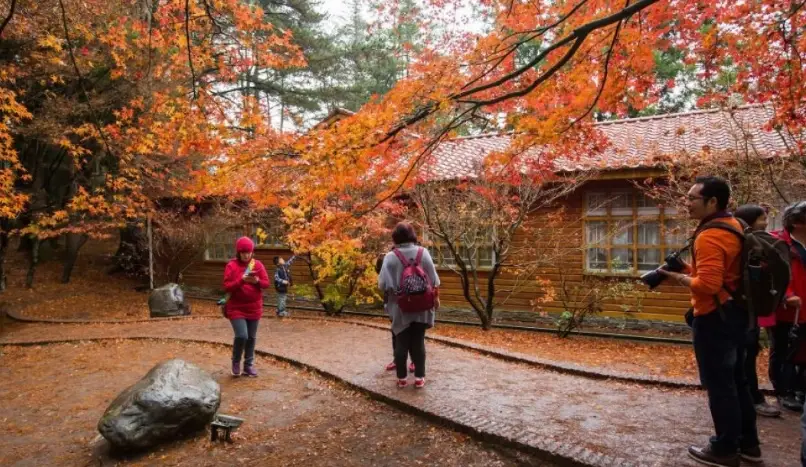 富山步道楓葉 富山步道楓葉