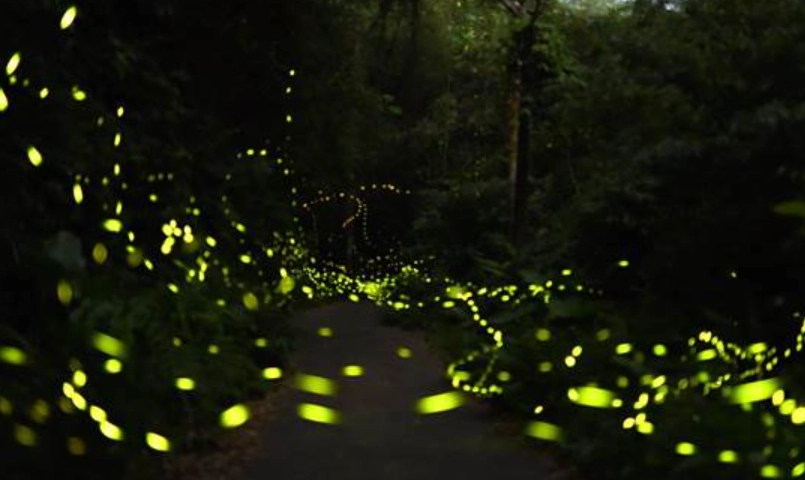 螢火蟲觀賞注意事項 螢火蟲觀賞注意事項