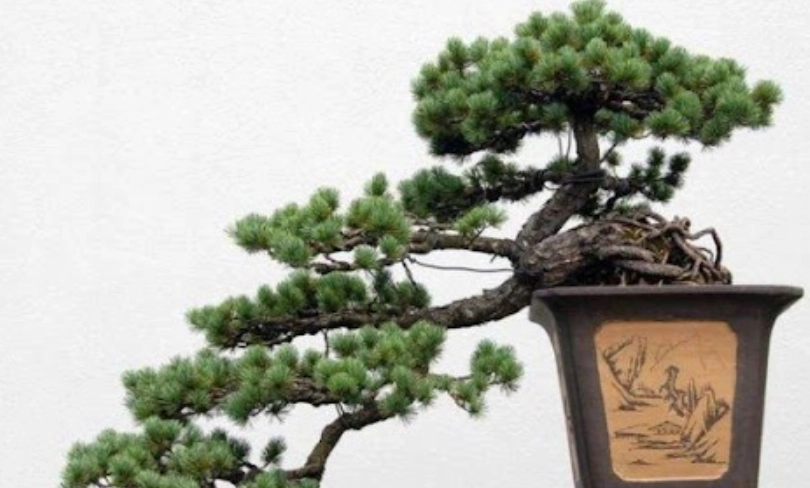 盆栽修剪技巧 盆栽修剪技巧