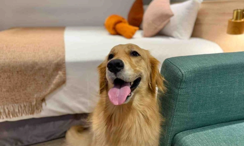 台南寵物友善民宿