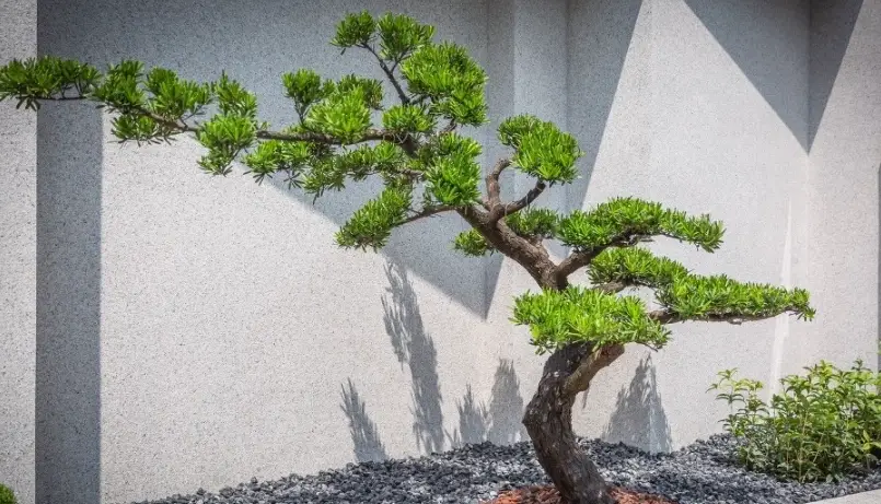 盆栽修剪技巧 盆栽修剪技巧