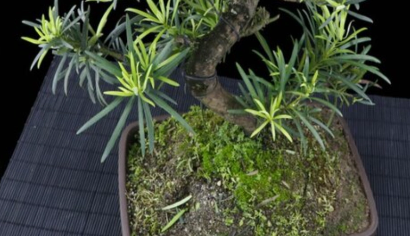 羅漢松肥料推薦