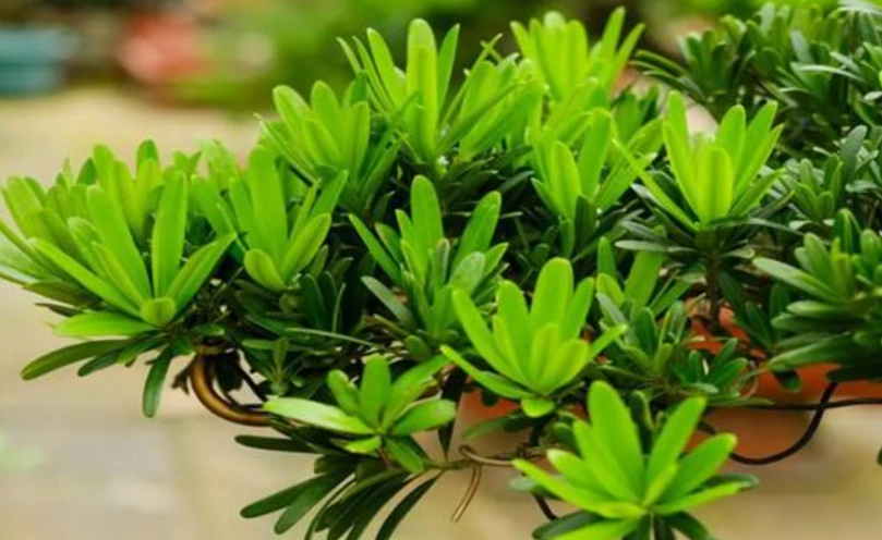 羅漢松施肥方法