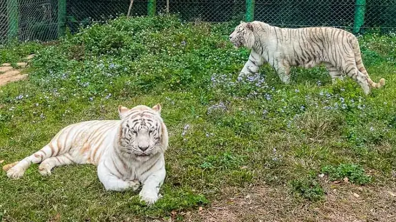 六福村攻略 六福村攻略