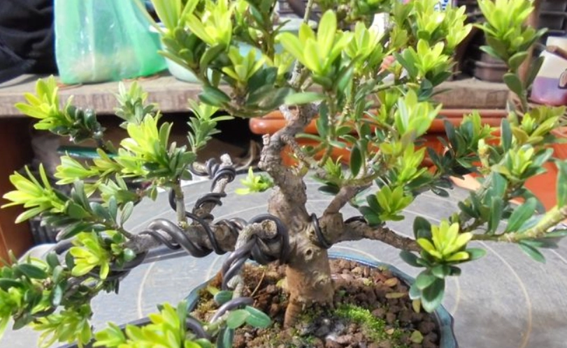 羅漢松造型 羅漢松造型