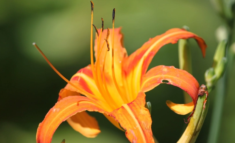 新鮮金針花花蕊