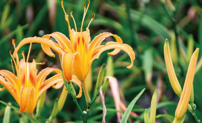 嬰兒金針花賞花全攻略：台灣金針花海景點、交通與實用貼士