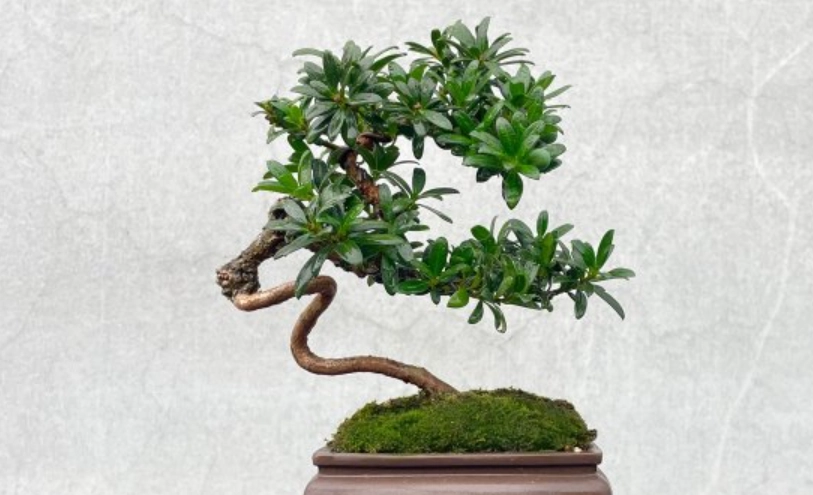 羅漢松盆栽造型