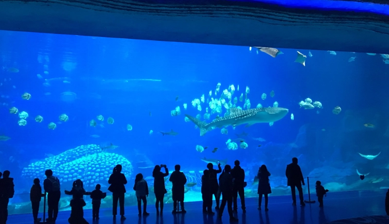 海洋王國遊玩攻略