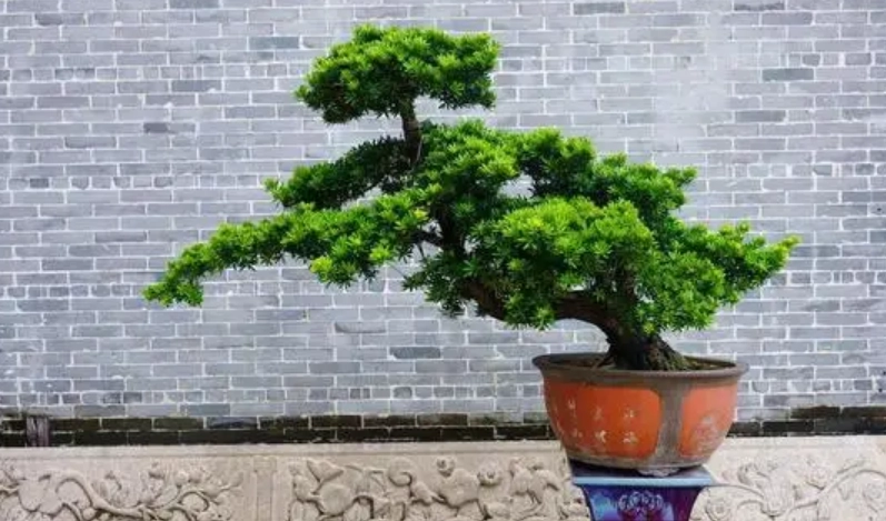 羅漢松施肥方法