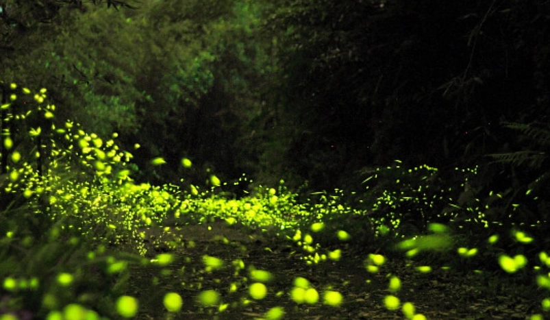 螢火蟲觀賞注意事項 螢火蟲觀賞注意事項