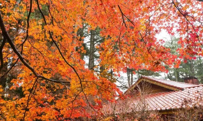 台中賞楓景點 台中賞楓景點