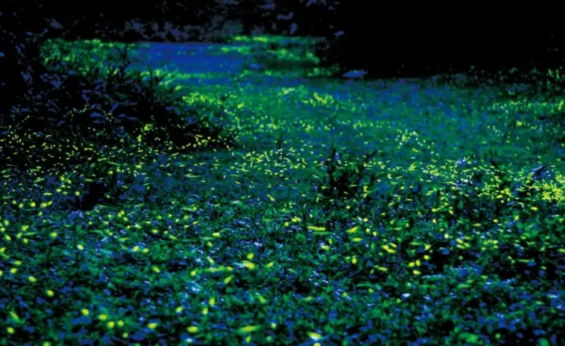 螢火蟲季節苗栗 螢火蟲季節苗栗