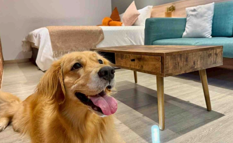 台南寵物友善住宿推薦：帶毛孩輕鬆入住的心得與私房名單