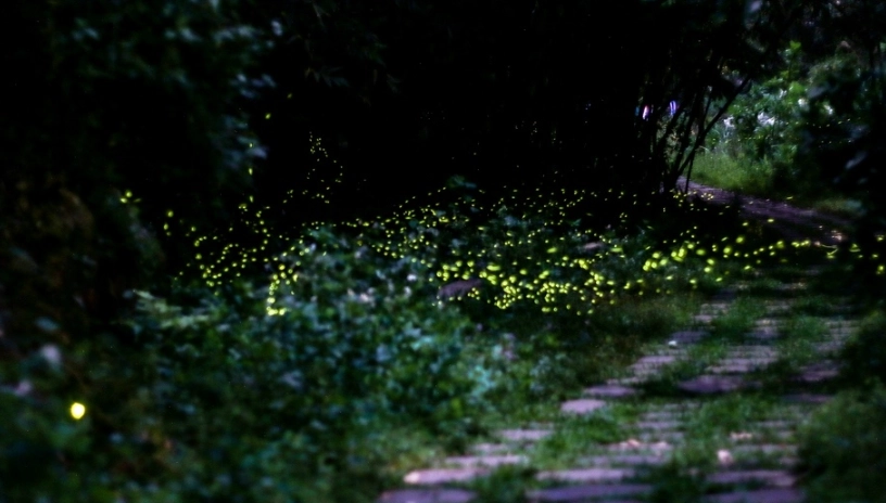 苗栗賞螢地點 苗栗賞螢地點