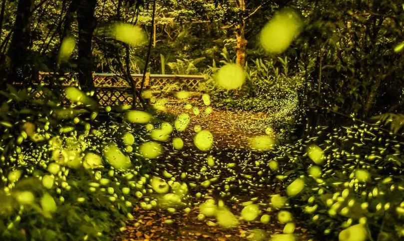 螢火蟲季節苗栗 螢火蟲季節苗栗