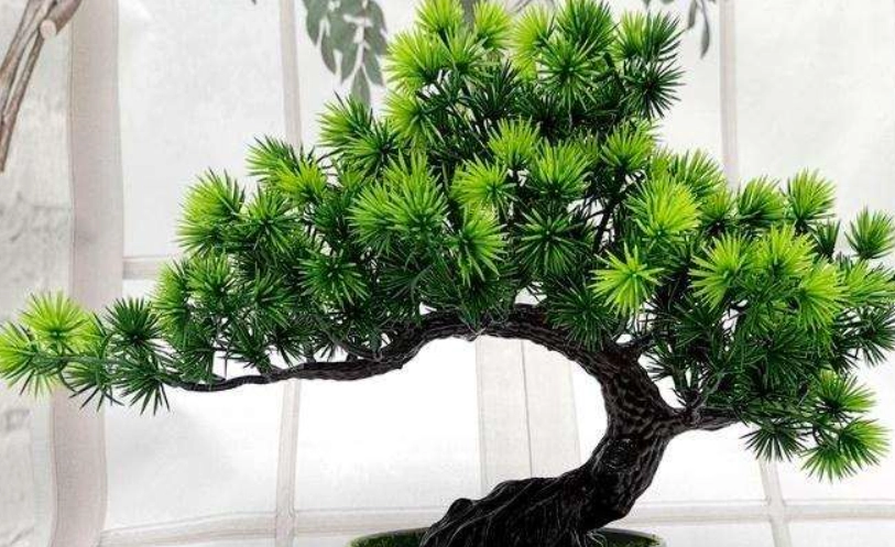 羅漢松價格 羅漢松價格