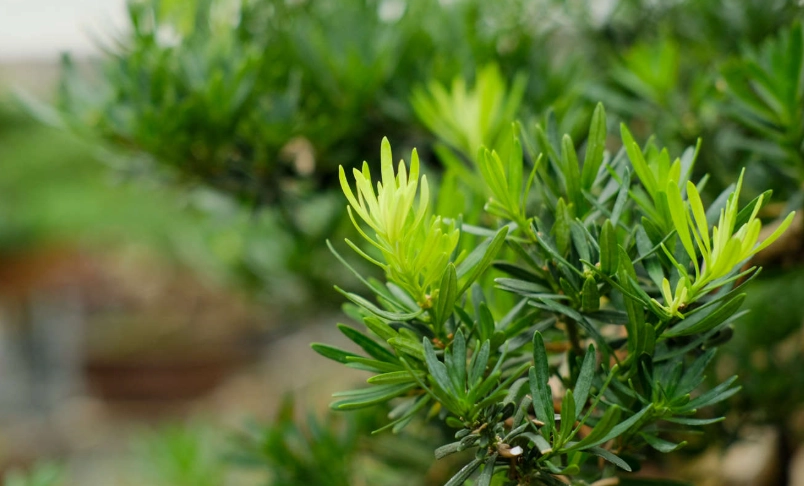 羅漢松施肥全攻略：選對肥料、掌握時機，讓你的盆景健康又美觀