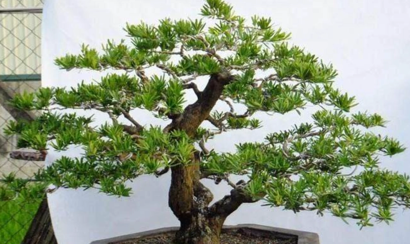 羅漢松價格 羅漢松價格