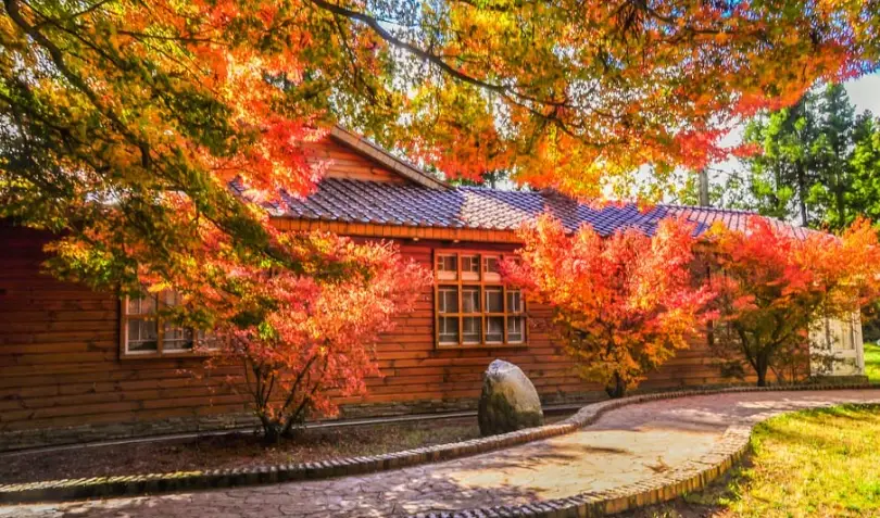 富山步道楓葉 富山步道楓葉