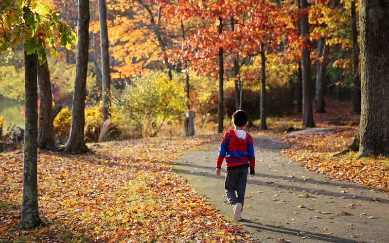 台中賞楓景點 台中賞楓景點