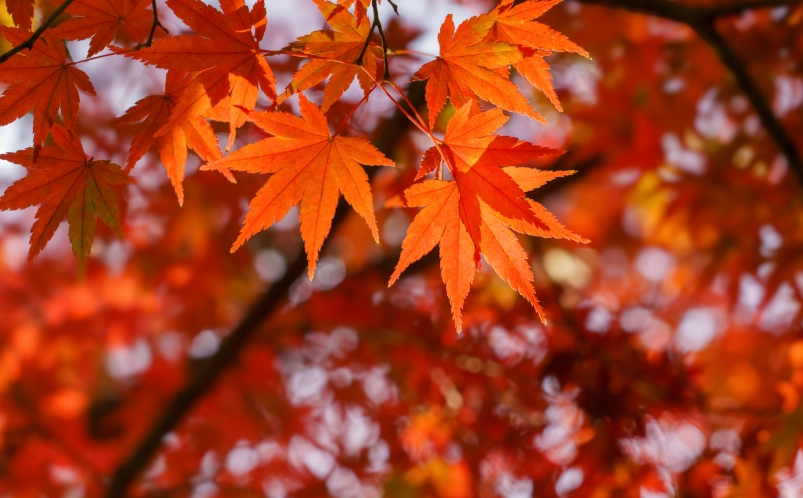 富山賞楓全攻略：私房景點、交通指南與最佳拍攝時機