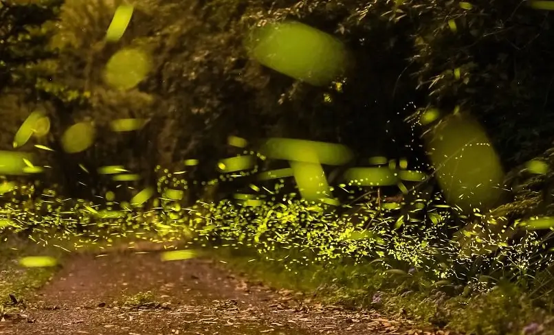 苗栗賞螢地點 苗栗賞螢地點