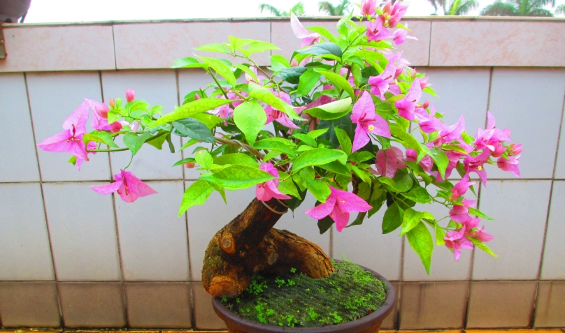 園藝造型技巧