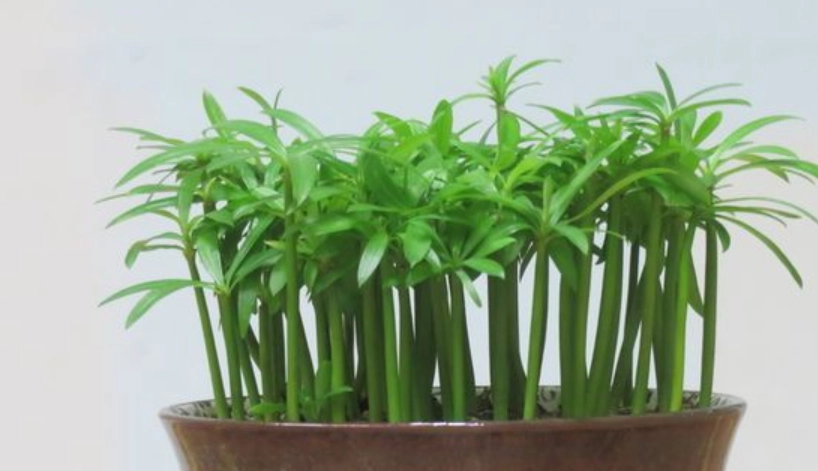 盆栽移植技巧