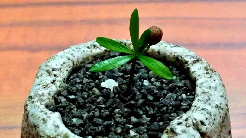 盆栽移植技巧