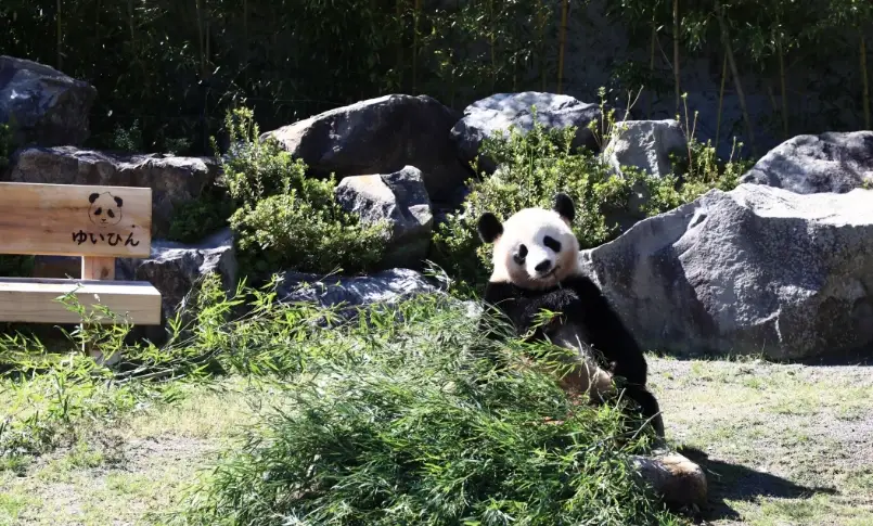 和歌山動物園熊貓全攻略：探訪日本熊貓家族與參觀必知秘訣
