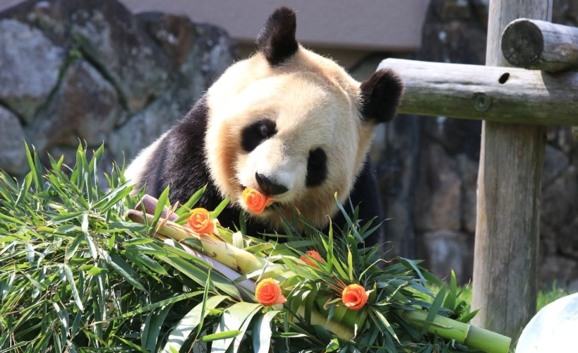 冒險世界熊貓
