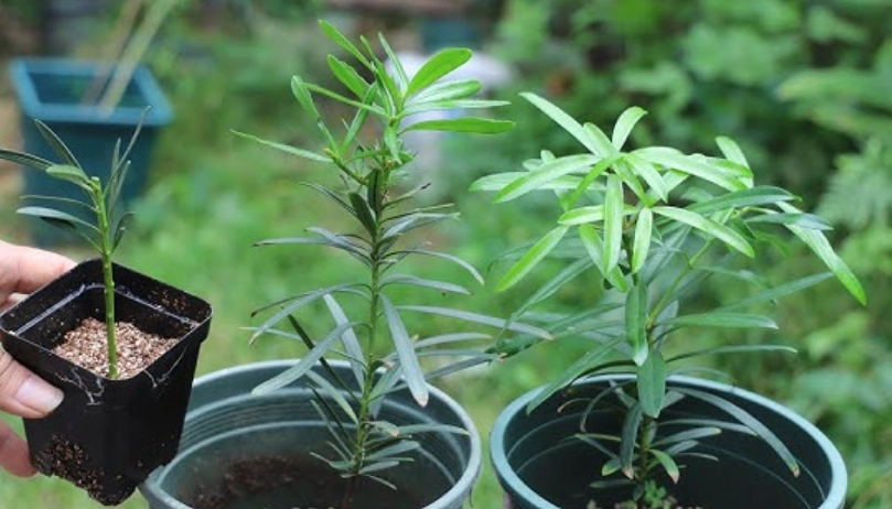 羅漢松種子繁殖
