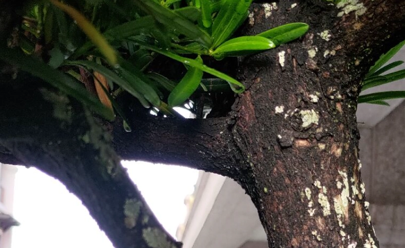 羅漢松樹皮完全指南：用途、取得與處理秘訣