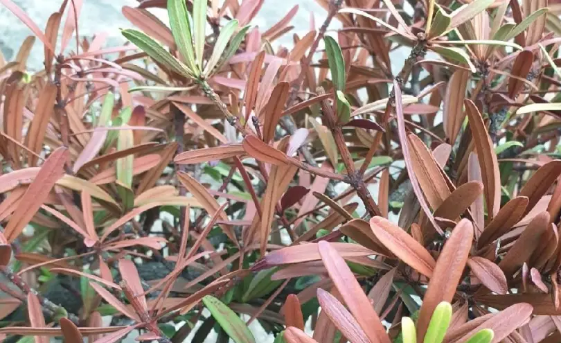 羅漢松 病蟲害