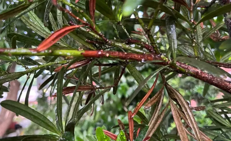 羅漢松 病蟲害