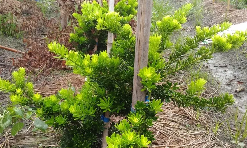 羅漢松養護