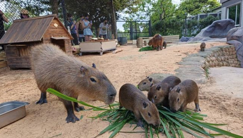 六福莊水豚互動全攻略：門票、時間、交通、必看動物一次掌握
