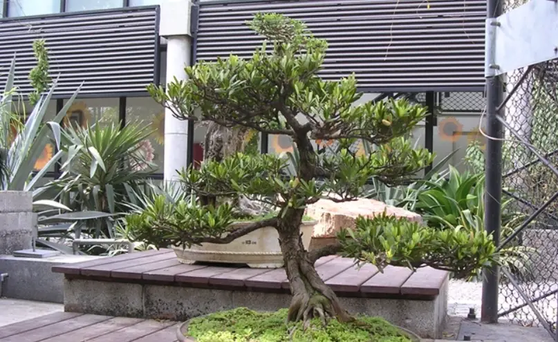 羅漢松修剪