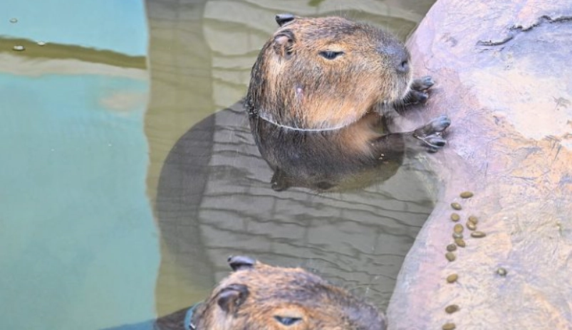 水豚互動體驗