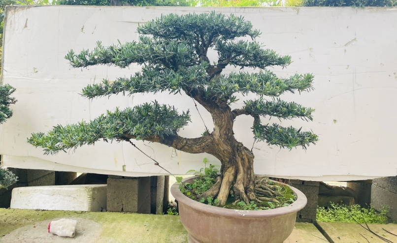 羅漢松養護