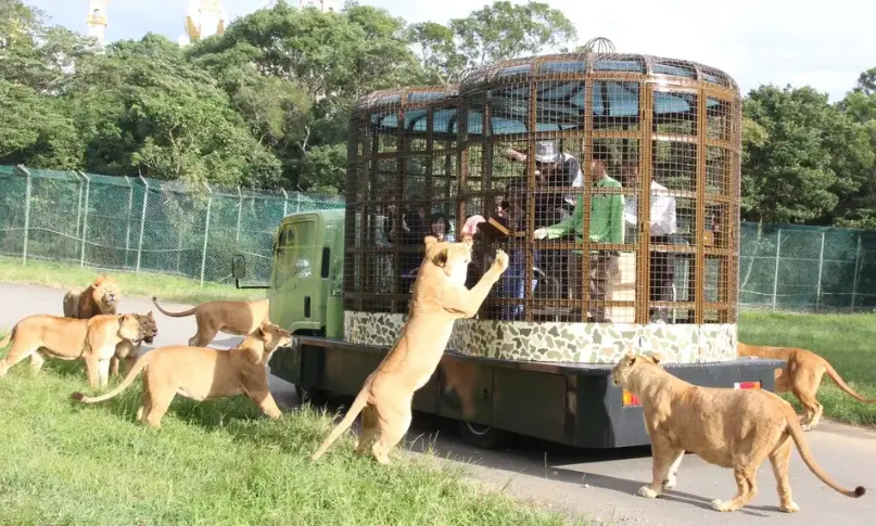 六福村跟動物一起睡：夜宿體驗全攻略與親子遊玩指南