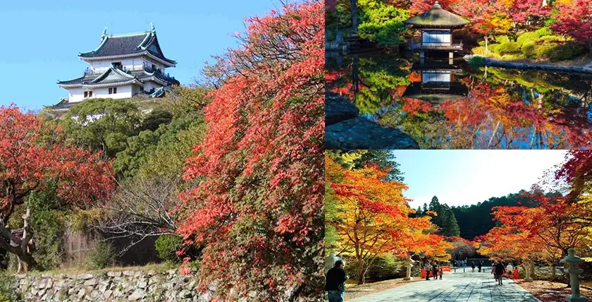 和歌山城紅葉