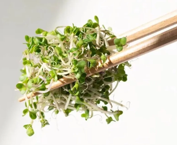 青花椰苗